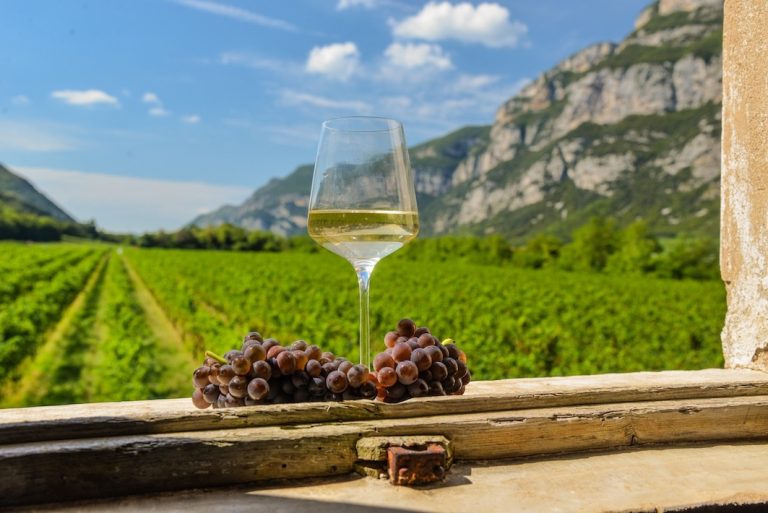 Vino. Pinot Grigio Doc delle Venezie: approvate misure di gestione dell’offerta per la vendemmia 2025