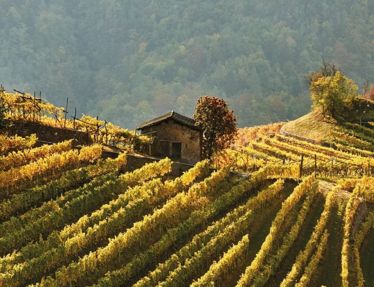 Viticoltura eroica. Al via in Val di Cembra Enovitis Extrême