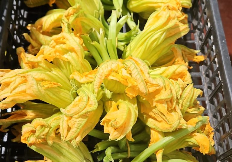 La Borsa della Spesa. Fiori di zucca in abbondanza, giù del 30,1% rispetto ad un anno fa