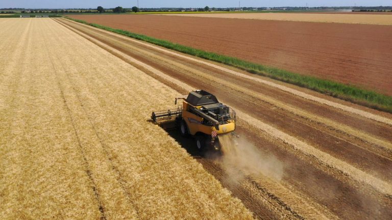 Cereali CAB Ravenna: raccolto in calo del 24,5%, qualità eccellente ma prezzi inadeguati