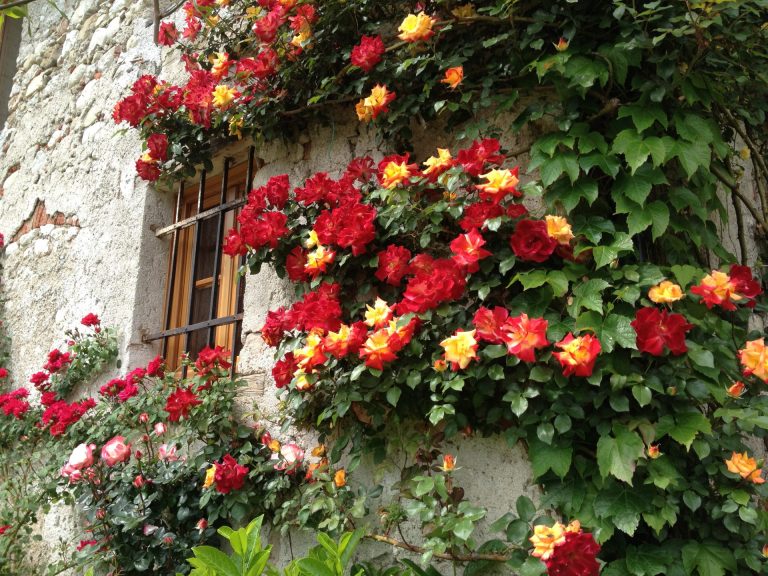 Agriturismo. Confagricoltura Belluno: Il grande caldo favorisce la montagna, pienone fino al 20 agosto. Bene anche la ristorazione
