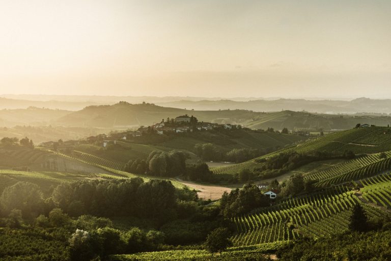 Vino, Consorzio Asti Docg: Via a vendemmia moscato bianco 2025. Previsione qualità ottima ma pesano i dazi