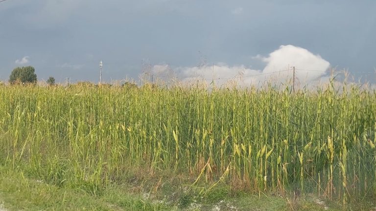 Maltempo nella parte Ovest del Padovano: mais distrutto, danni ingenti all’agricoltura