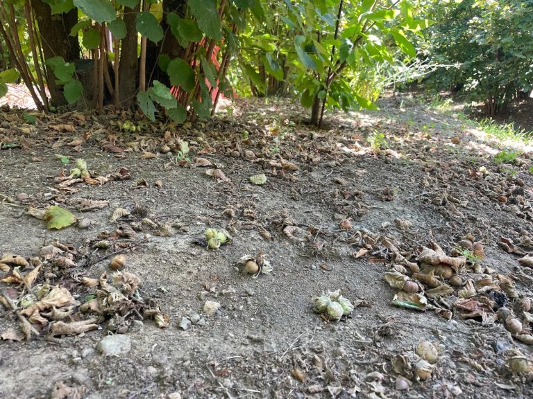 Nocciole. Confagricoltura Campania: calo produttivo oltre il 50%, urgente tavolo tecnico regionale