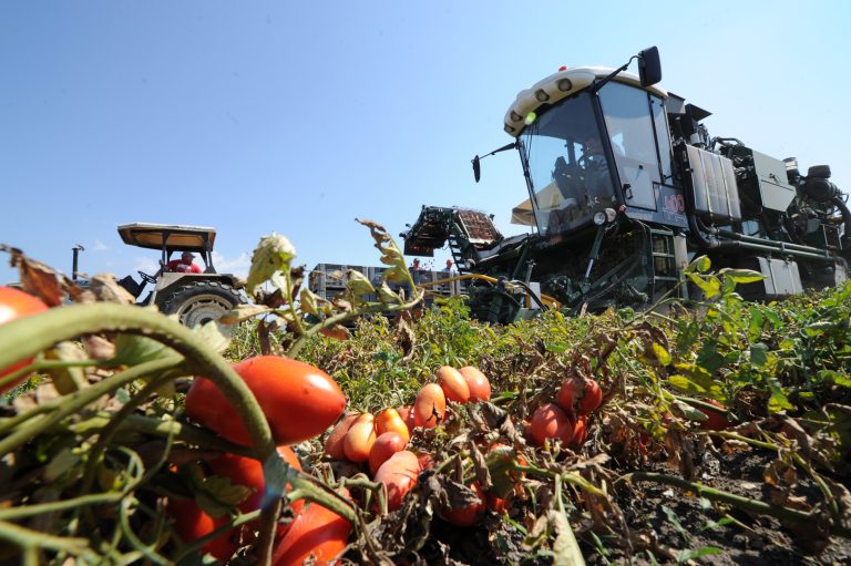 Pomodoro da industria: al Centro Sud azioni distorsive del mercato della materia prima. Anicav chiede intervento Masaf