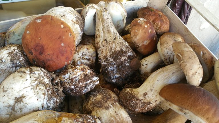 Funghi, è caccia ai porcini. Le regole per la raccolta in sicurezza