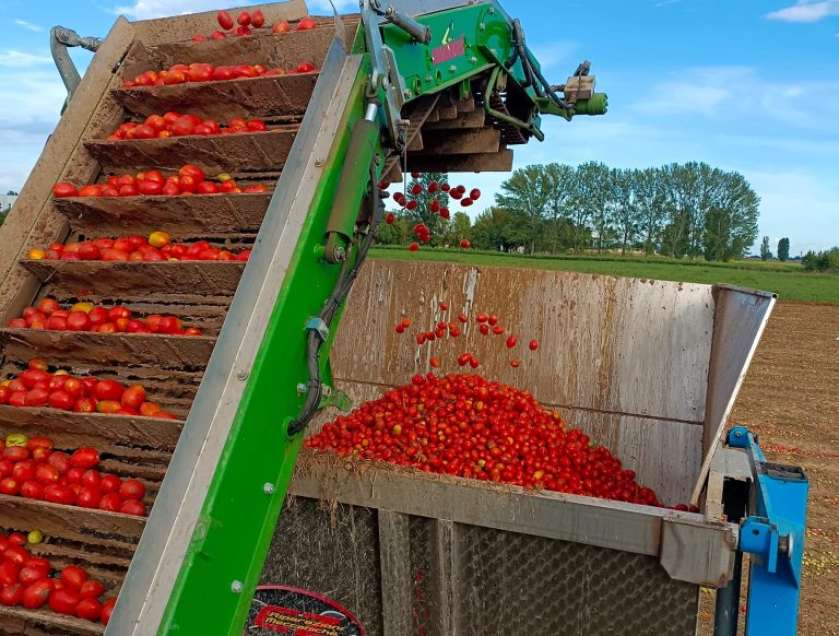 Pomodoro da industria: a Verona stagione difficile ma prezzi buoni (14,30 euro quintale)