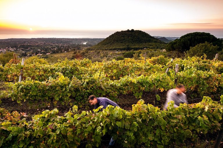 Vendemmia al via in Sicilia. Le previsioni parlano di un’annata di qualità; preannunciato un +20% in alcuni areali