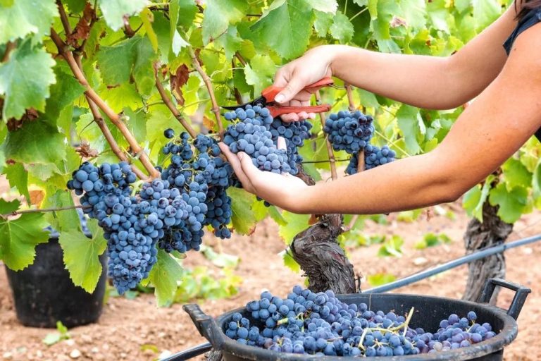 Vendemmia 2025, ad Asti si prevede un’ottima annata. Preoccupazioni però legate a scorte elevate, calo dei consumi e dazi Usa