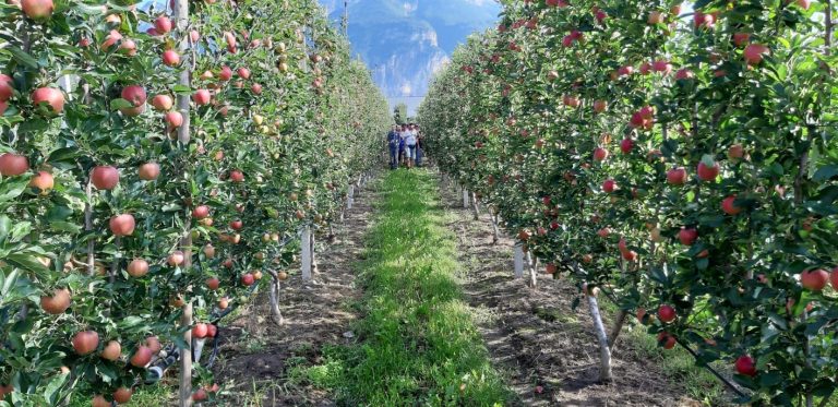 Trentino, al via le iscrizioni per il corso rivolto ai giovani imprenditori agricoli