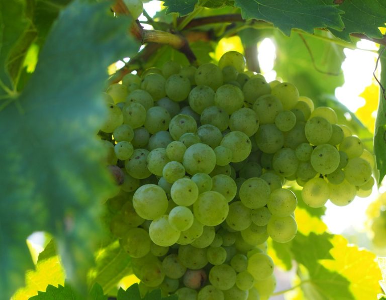 Valdobbiadene Prosecco Superiore DOCG, ottime prospettive per la vendemmia 2025