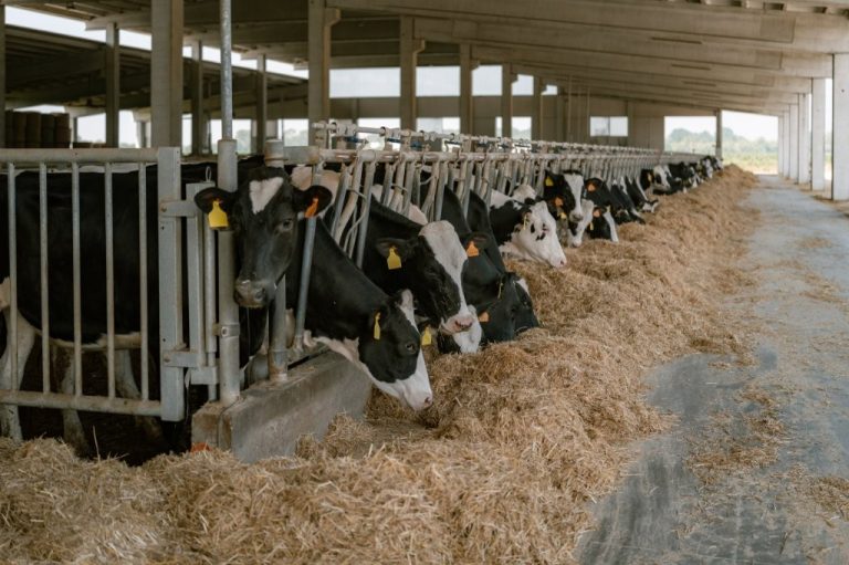 Ismea, convalidato piano investimenti “Lattogeno Farm”. 40 milioni per filiera agro-zootecnica sostenibile