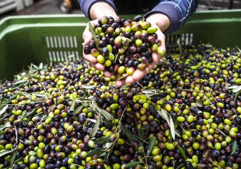 Norma sulle 6 ore per la registrazione delle olive: da UNAPOL osservazioni e proposte per una corretta applicazione della misura