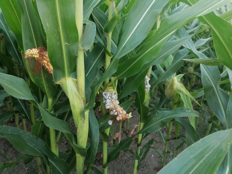 Cimice asiatica, torna l’incubo. Dalle pere al mais: compromesse qualità e quantità